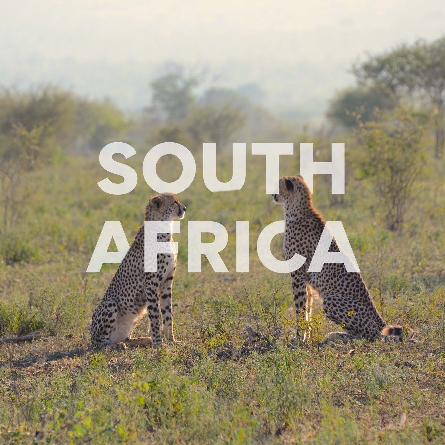 Zuid-Afrika met Lizzy | 12 dagen