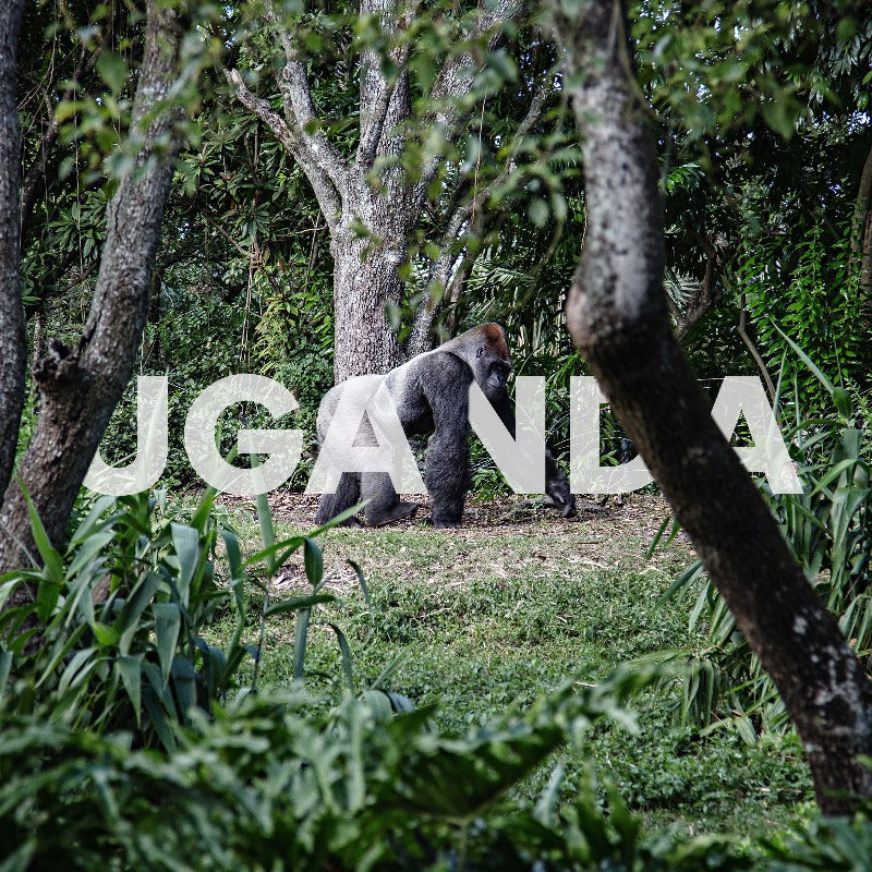 Uganda Ida y Vuelta | 10 Días
